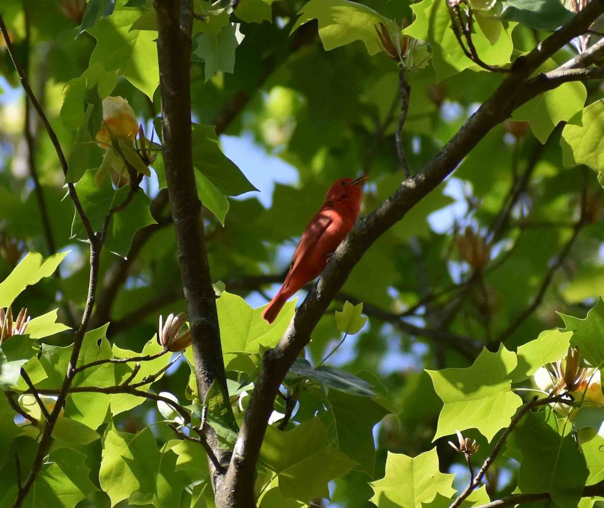 Summer Tanager - ML563052071