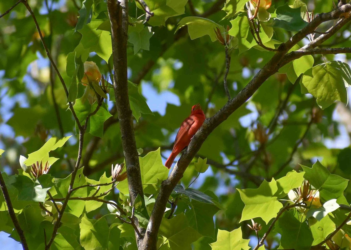 Summer Tanager - ML563052081