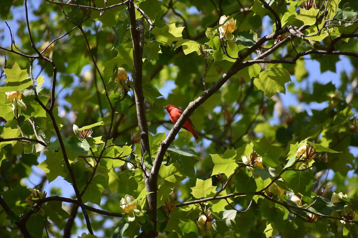 Summer Tanager - ML563052091