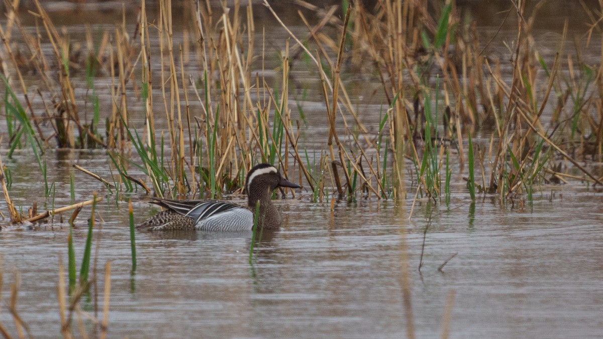 Garganey - ML563052261