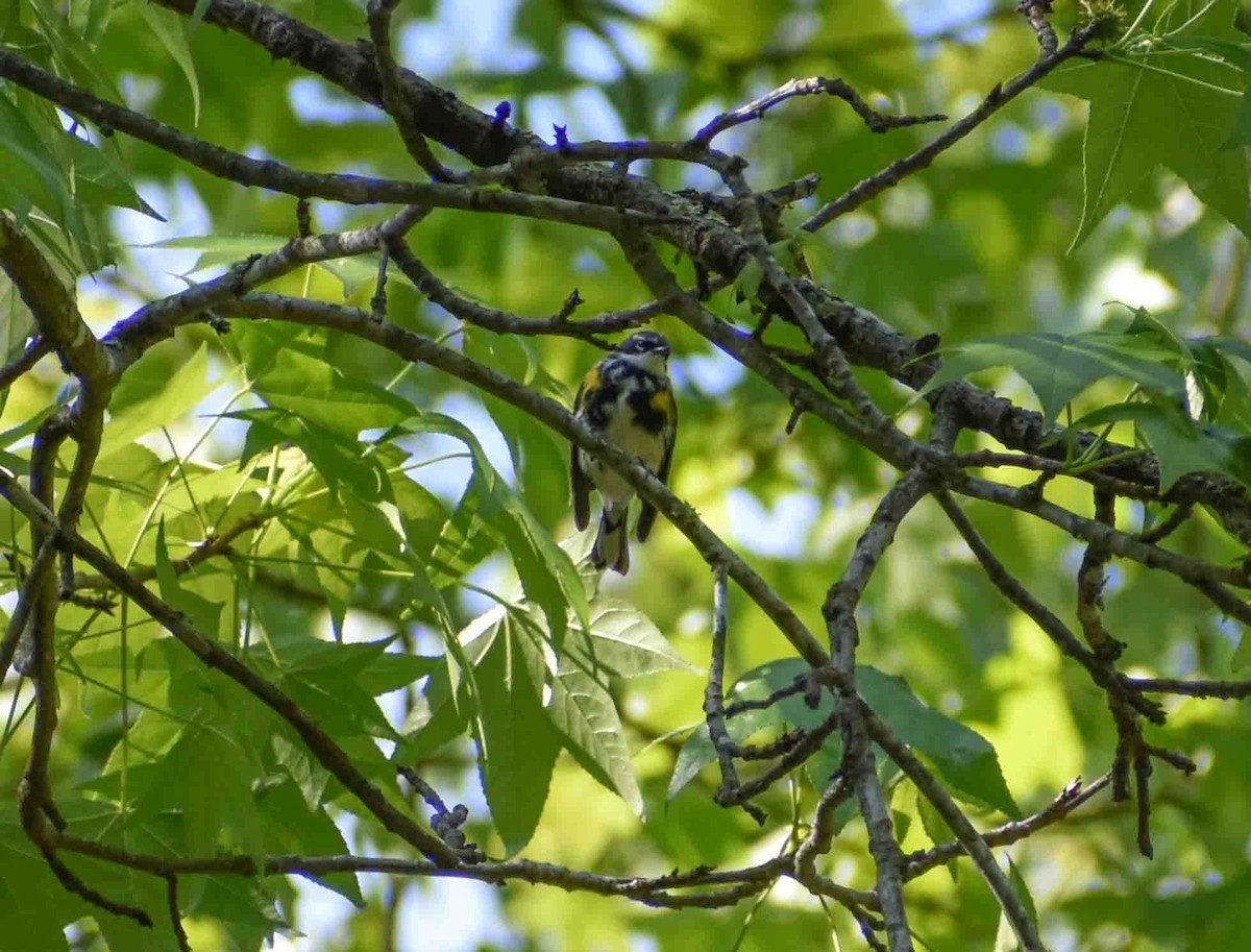 Yellow-rumped Warbler - ML563052451
