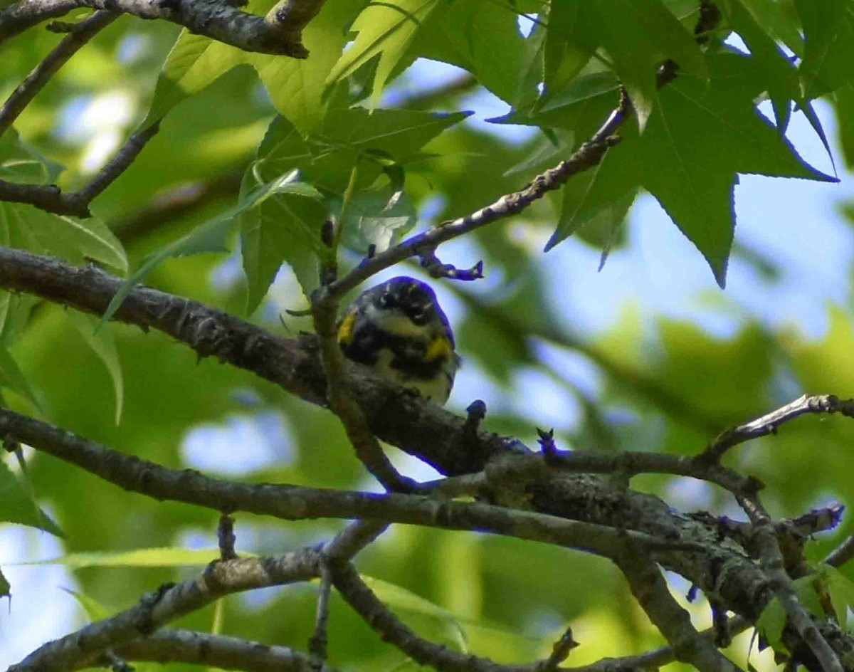 Yellow-rumped Warbler - ML563052461