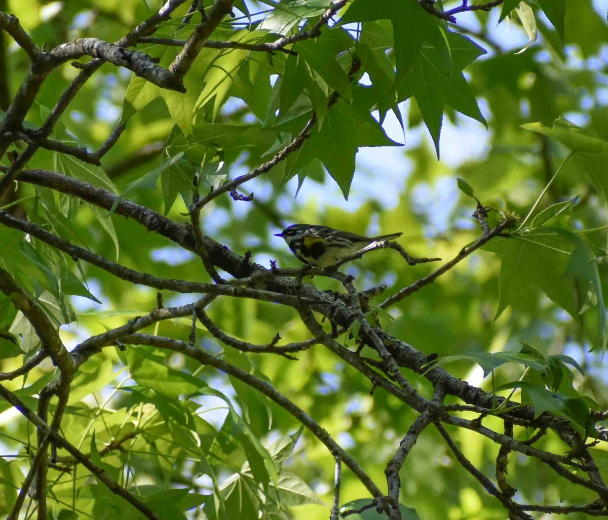 Yellow-rumped Warbler - ML563052471