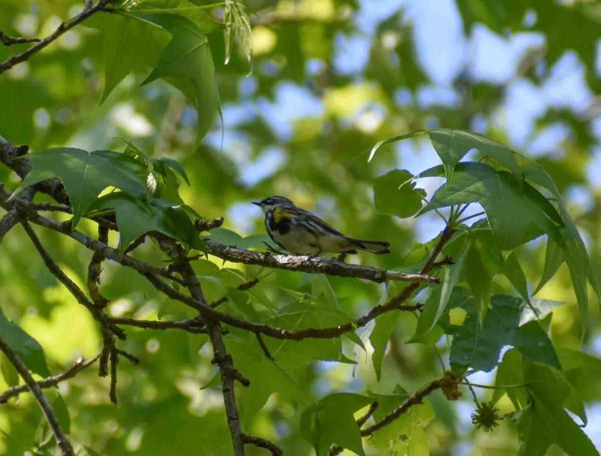 Yellow-rumped Warbler - ML563052481