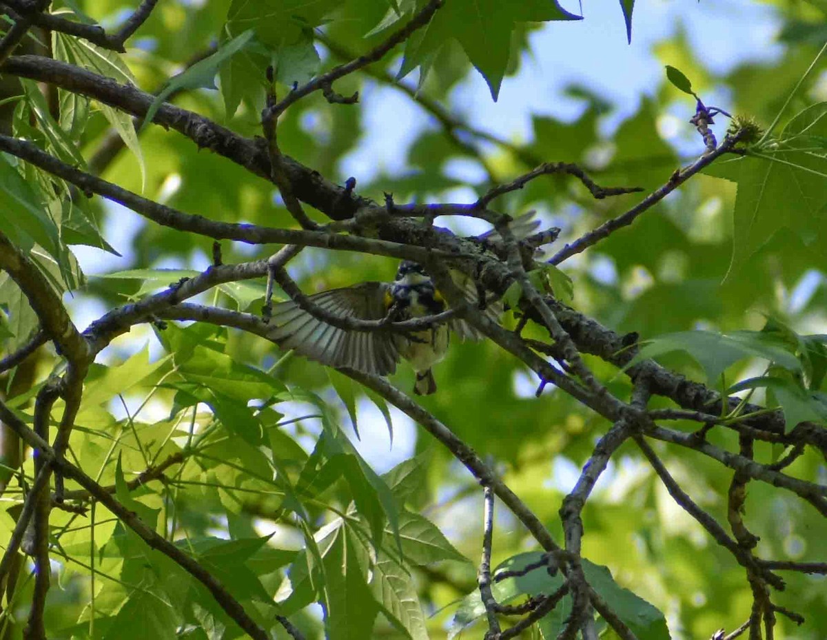 Yellow-rumped Warbler - ML563052491