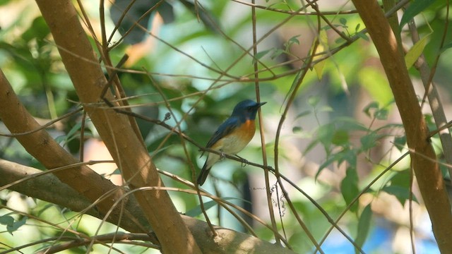 Blue-throated Flycatcher - ML563052511