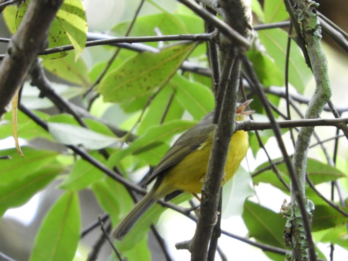 Yellow-olive Flatbill - Silvia Enggist