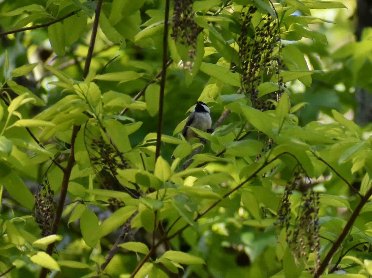 Carolina Chickadee - ML563052961