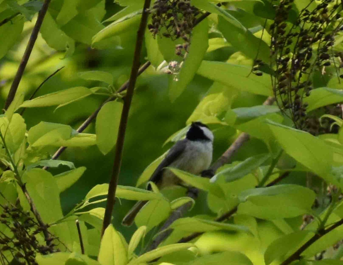 Carolina Chickadee - ML563052971