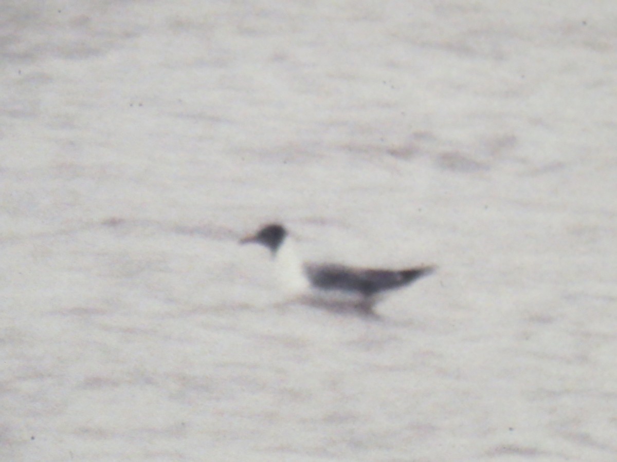 Laughing Gull - ML56305331