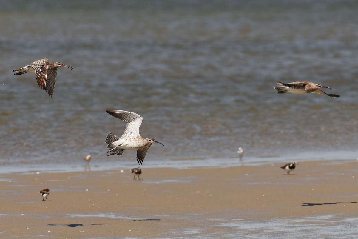 Whimbrel - ML563053361