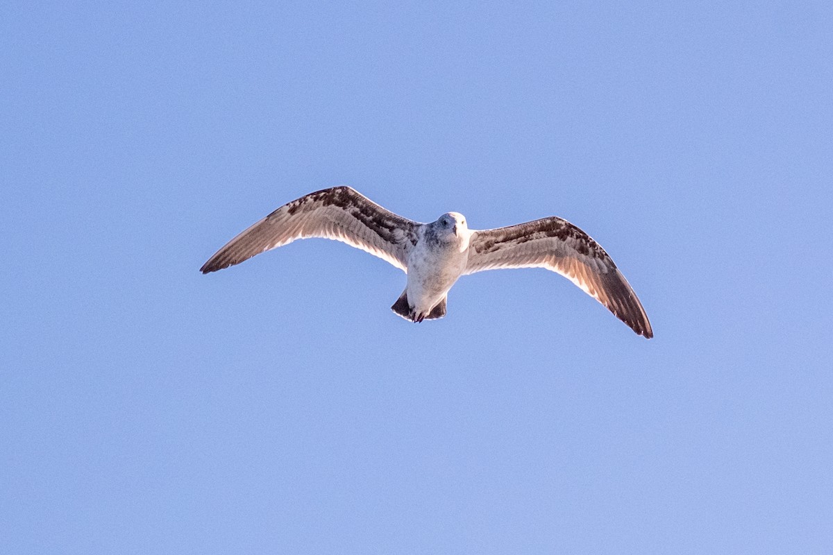 Western Gull - Bob Hasenick