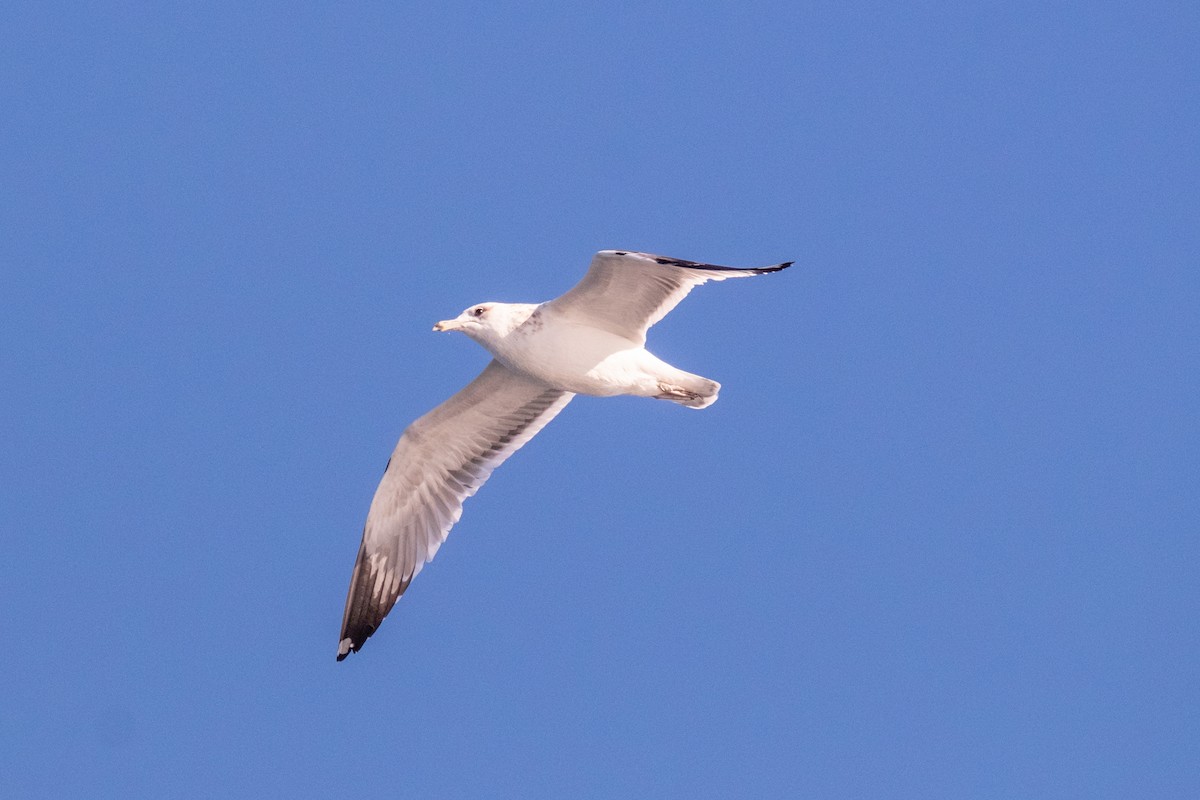 Western Gull - Bob Hasenick