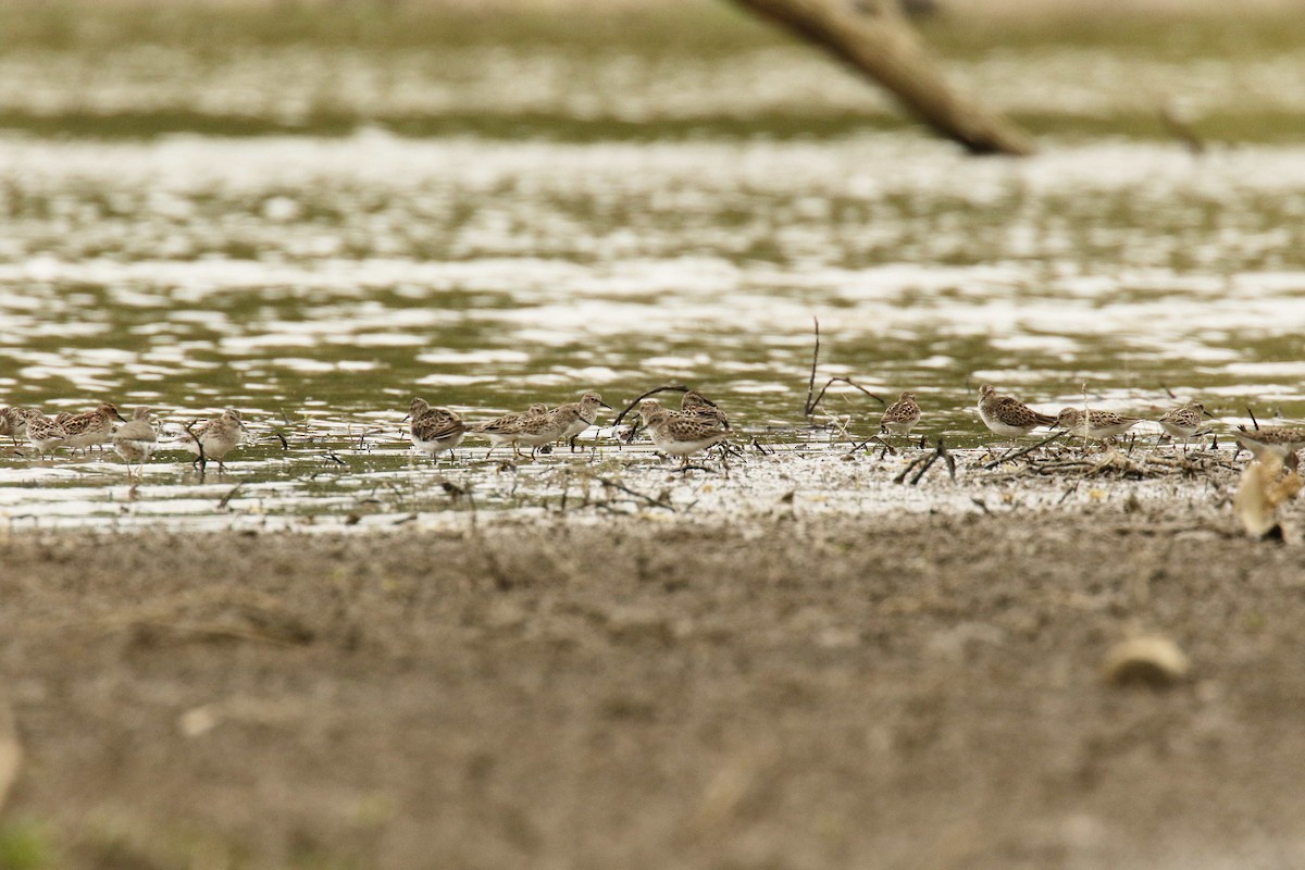 Least Sandpiper - ML56305561