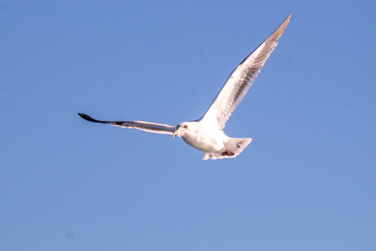 Western Gull - ML563056251