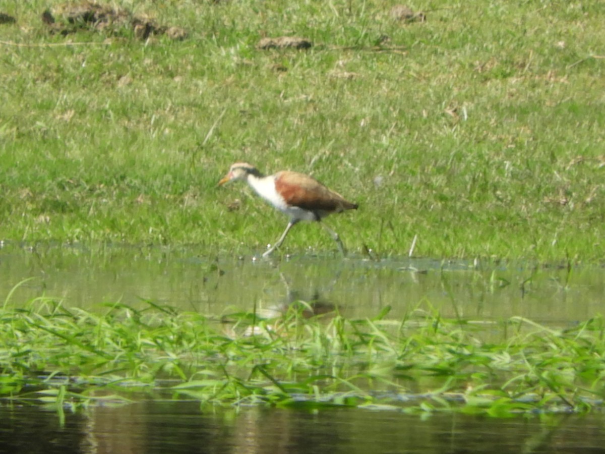 Wattled Jacana - ML563057241