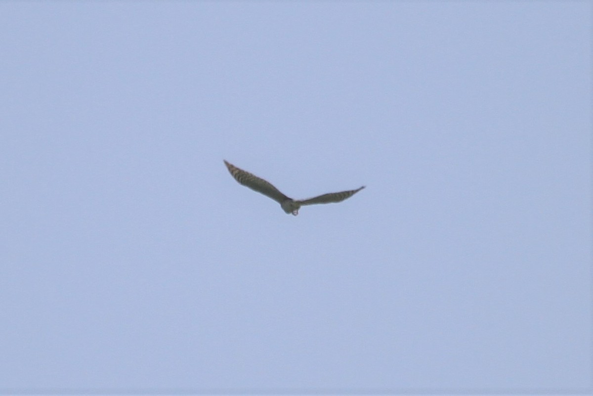 Eurasian Sparrowhawk - ML563057401