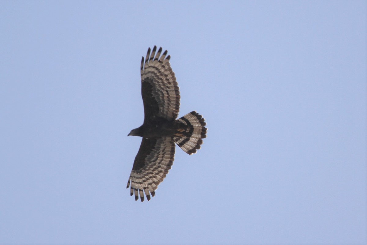 Oriental Honey-buzzard - Blaise RAYMOND