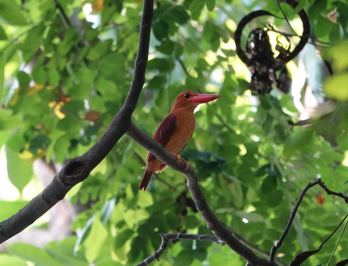 Ruddy Kingfisher - ML563057771