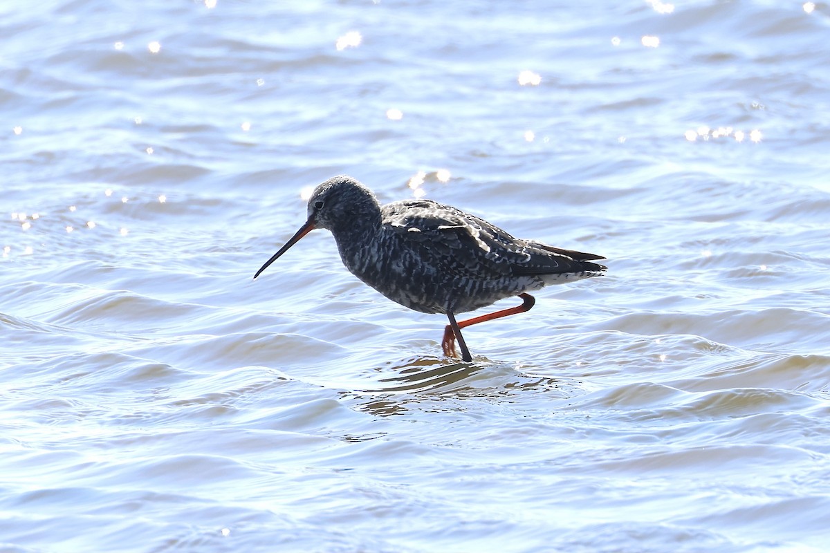 Spotted Redshank - ML563057781