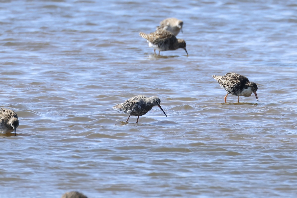 Spotted Redshank - ML563057811