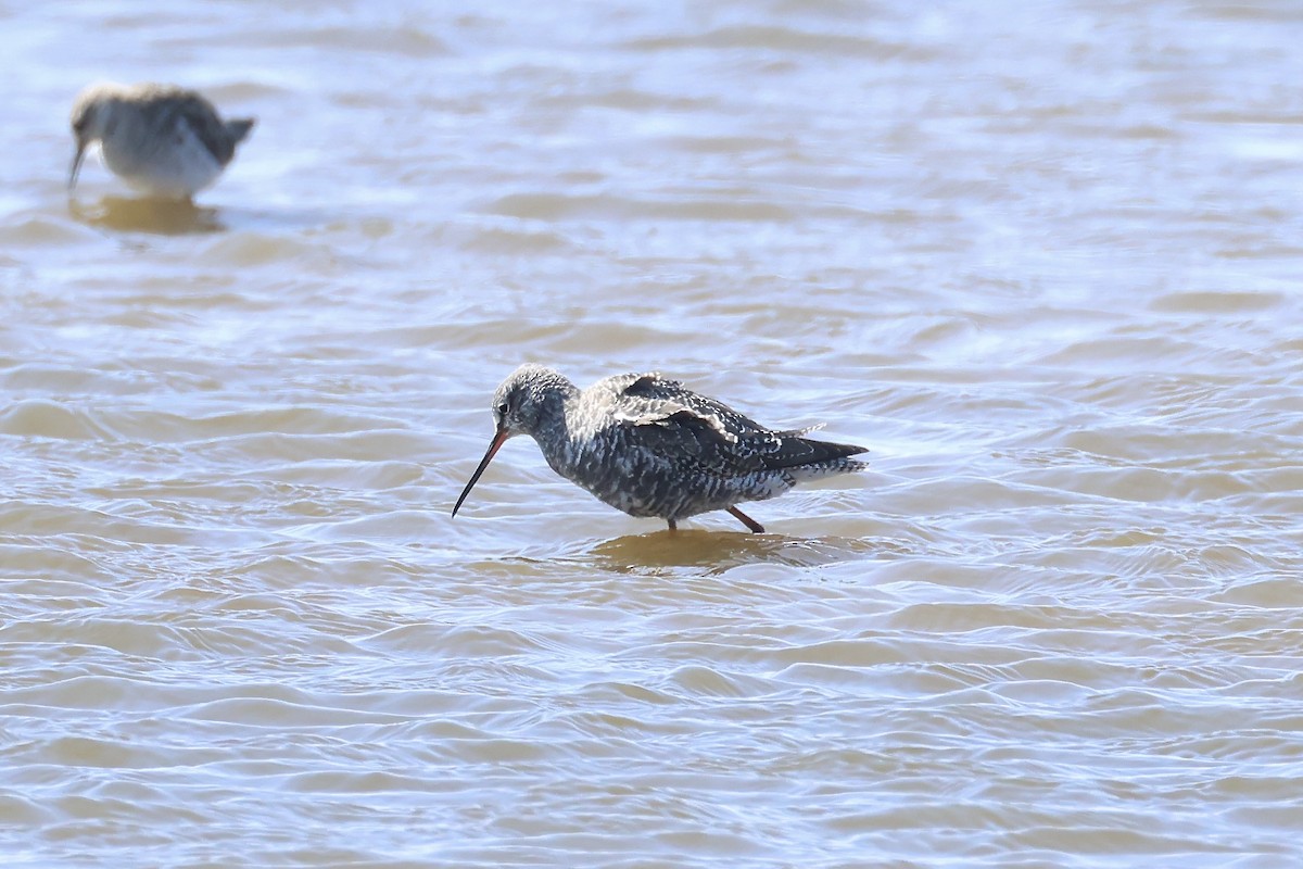 Spotted Redshank - ML563057821