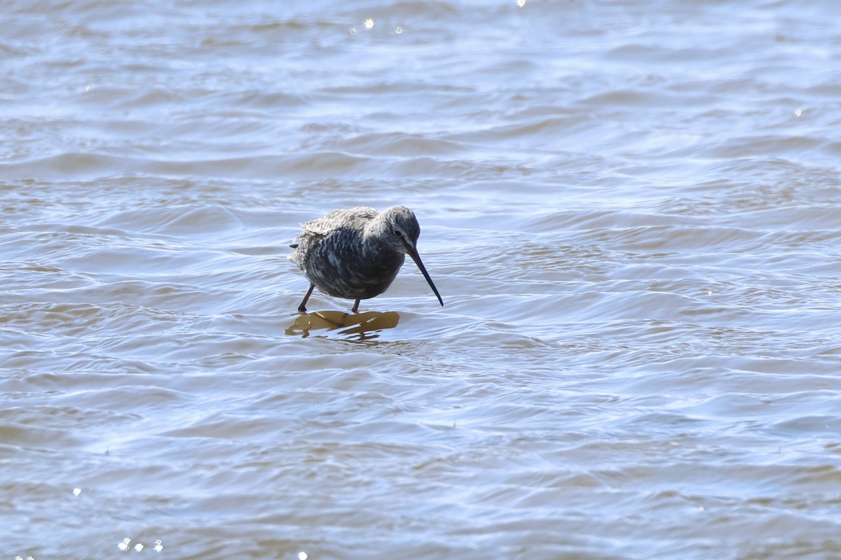 Spotted Redshank - ML563057831