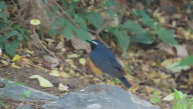 Indian Blue Robin - ML563058341