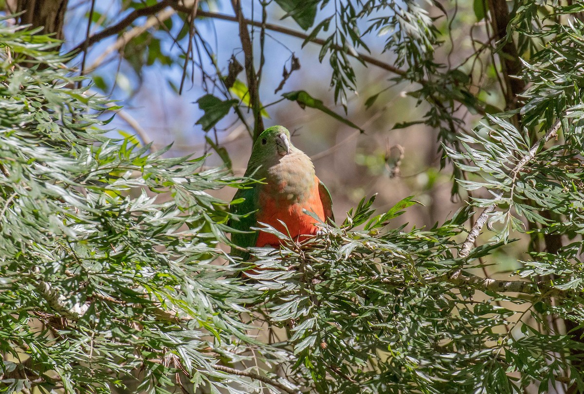 Australian King-Parrot - ML563059731