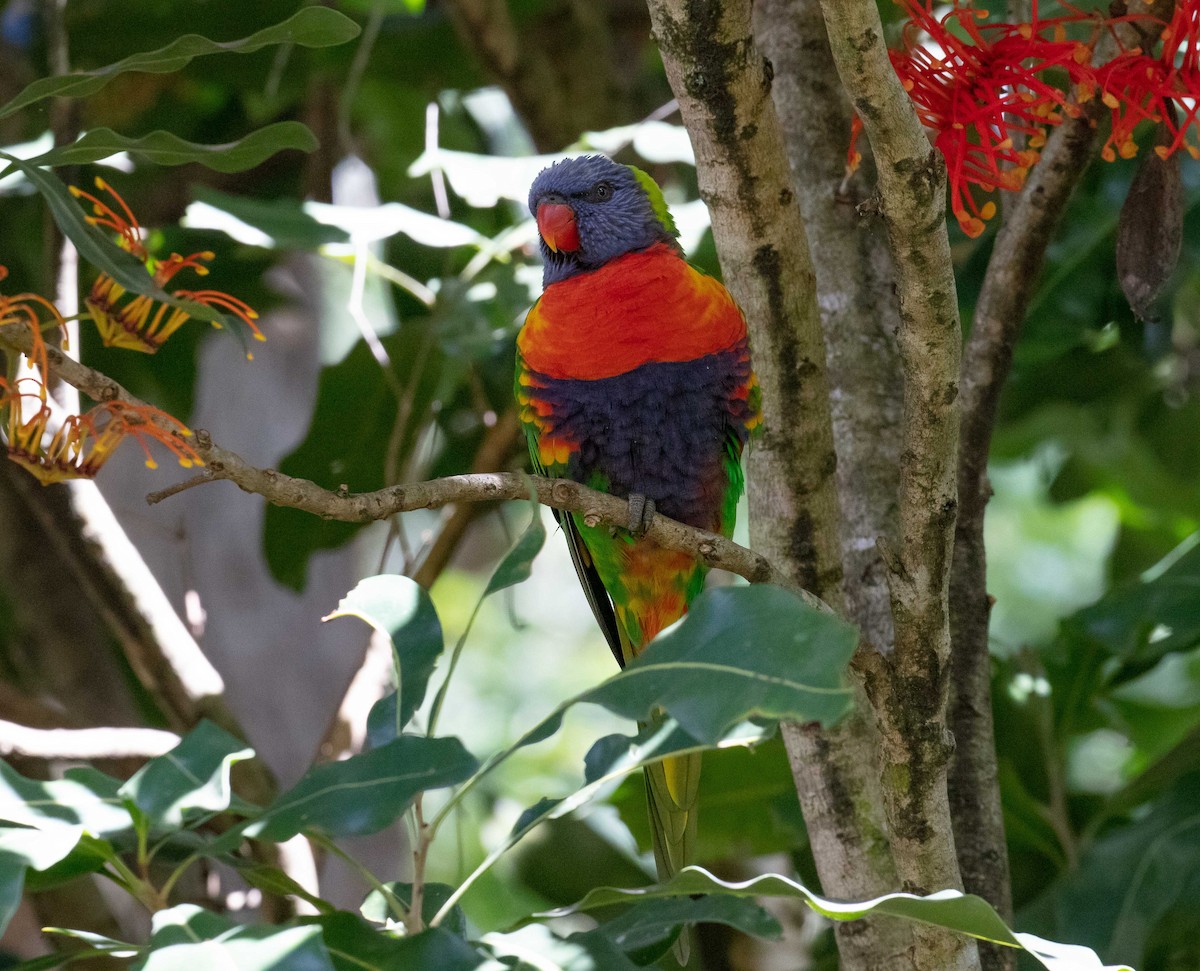 Rainbow Lorikeet - Hickson Fergusson