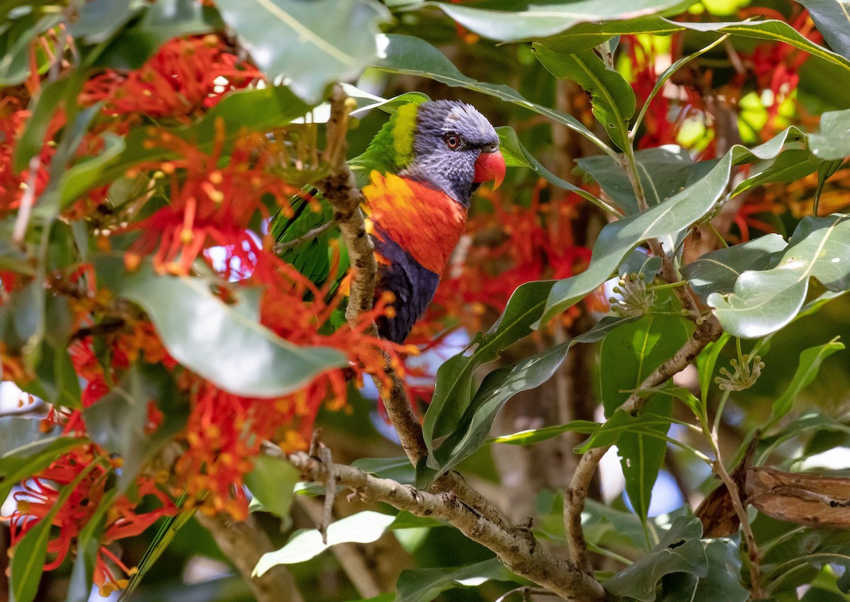 Rainbow Lorikeet - ML563059831