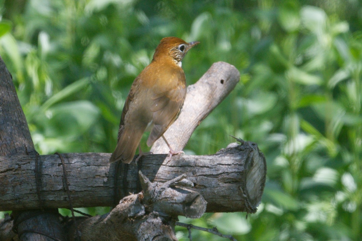 Wood Thrush - ML563059871