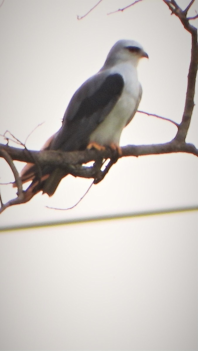 Black-winged Kite - Girish Chhatpar