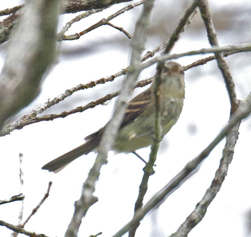 Euler's Flycatcher - ML563060941