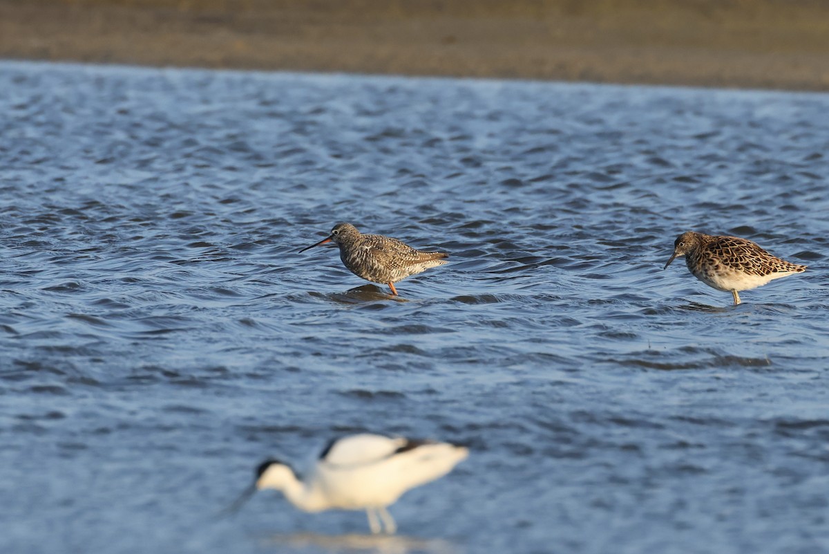 Spotted Redshank - ML563061511