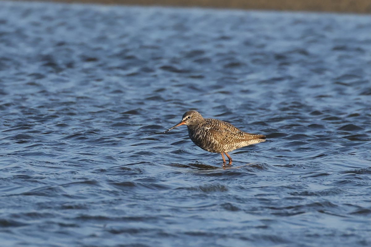 Spotted Redshank - ML563061531