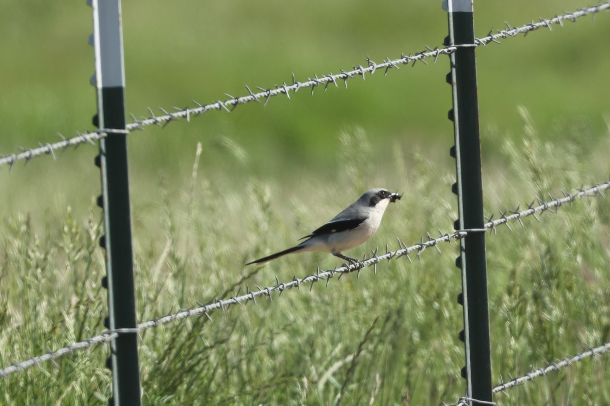 Loggerhead Shrike - ML563062891