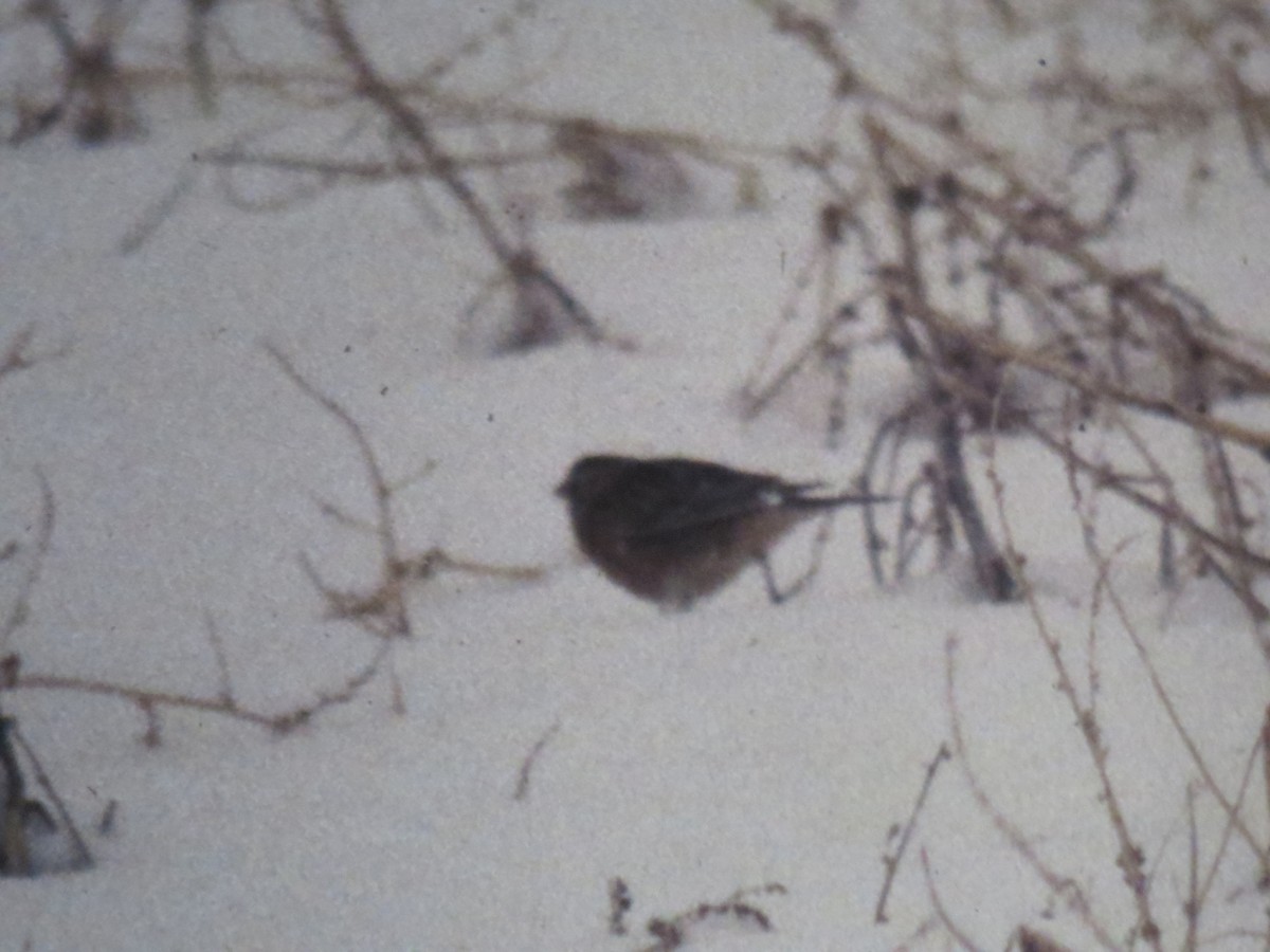 Smith's Longspur - Joel Jorgensen