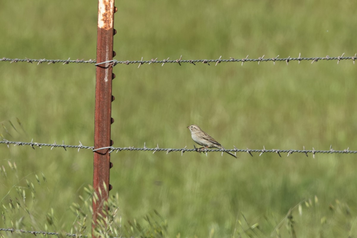 Brewer's Sparrow - ML563063031