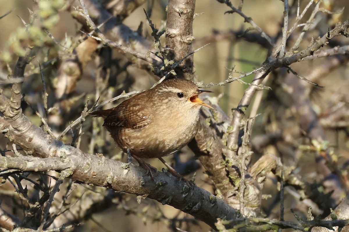 Eurasian Wren - ML563063081