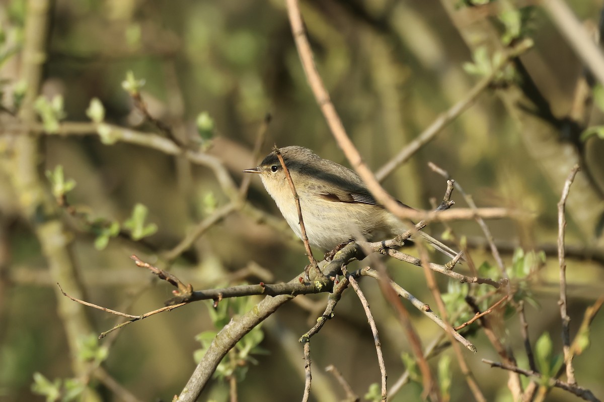 Common Chiffchaff - ML563063131