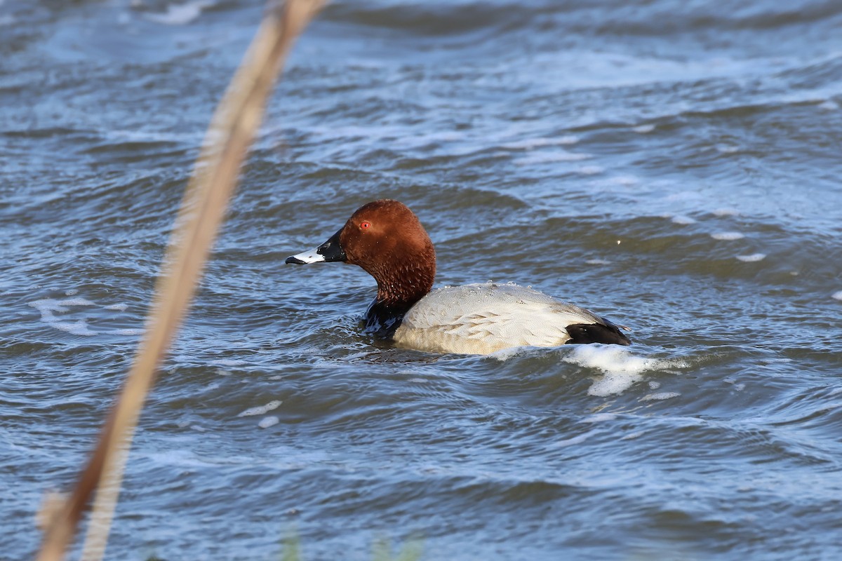 Common Pochard - ML563064281