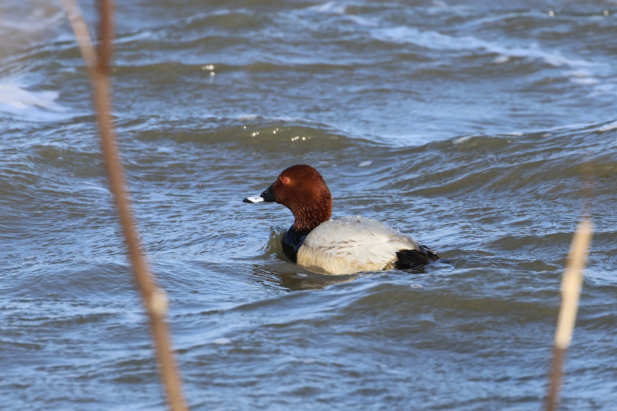 Common Pochard - ML563064301