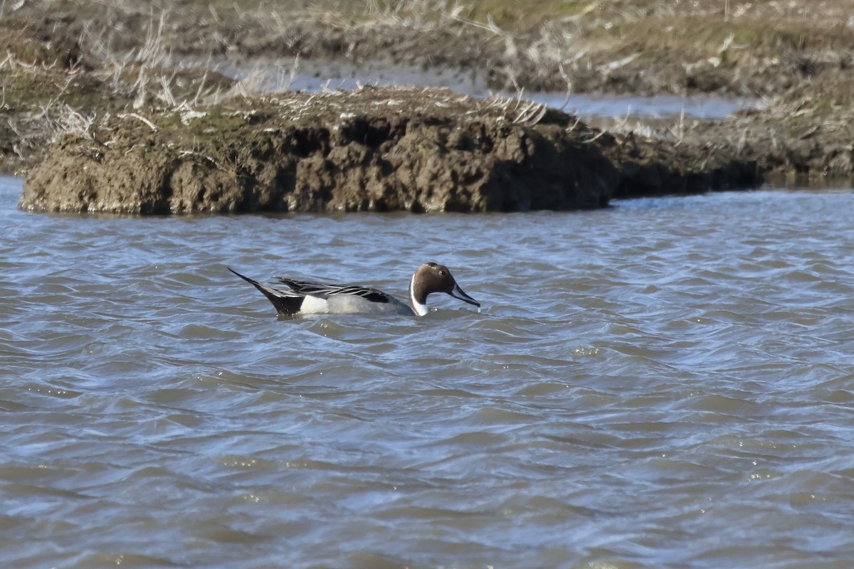 Northern Pintail - E R