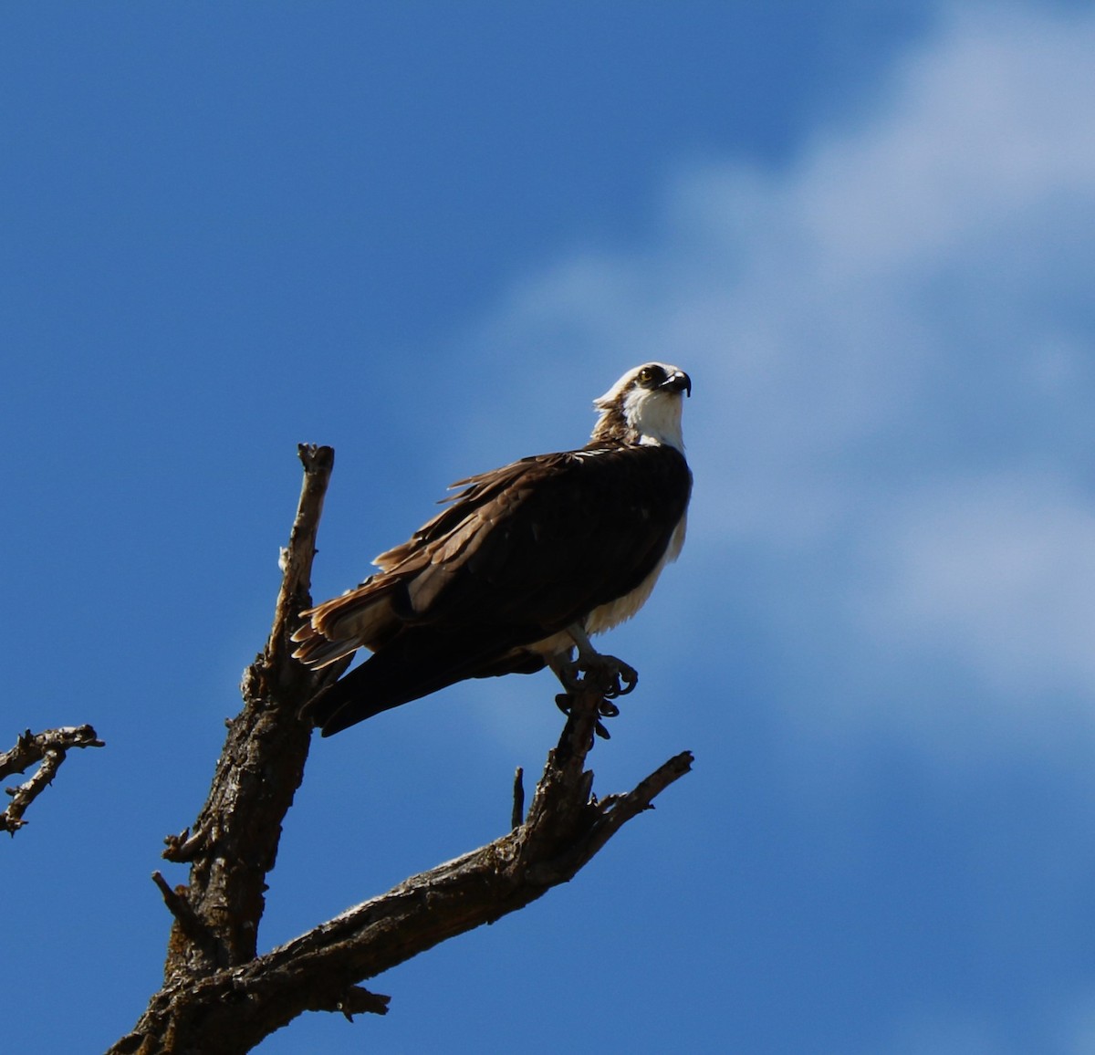 Águila Pescadora - ML563064781