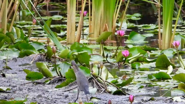 Black Bittern - ML563064921