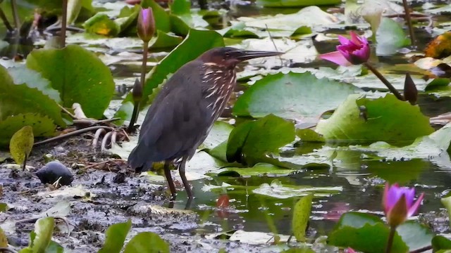 Black Bittern - ML563064931