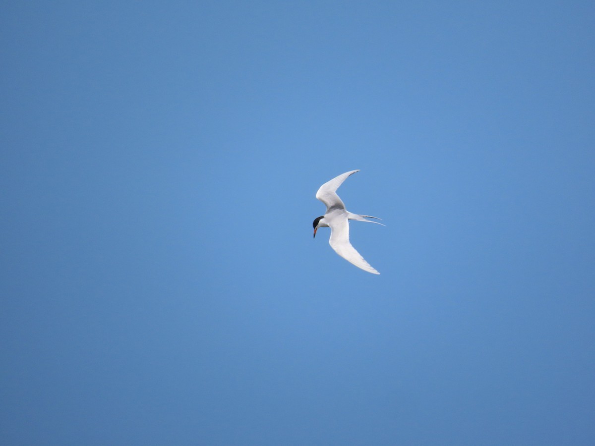 Forster's Tern - ML563064941