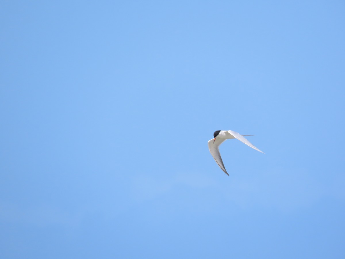 Forster's Tern - ML563064951