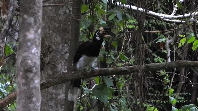 Oriental Pied-Hornbill - ML563065051